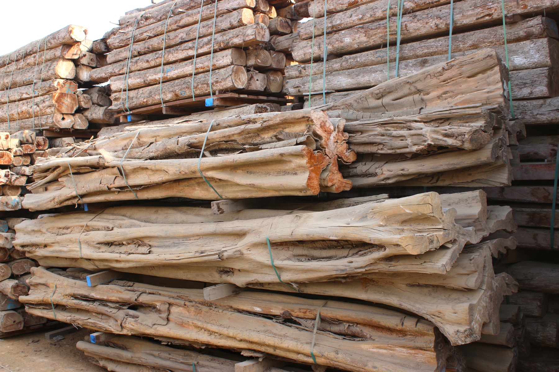 Raíces de madera